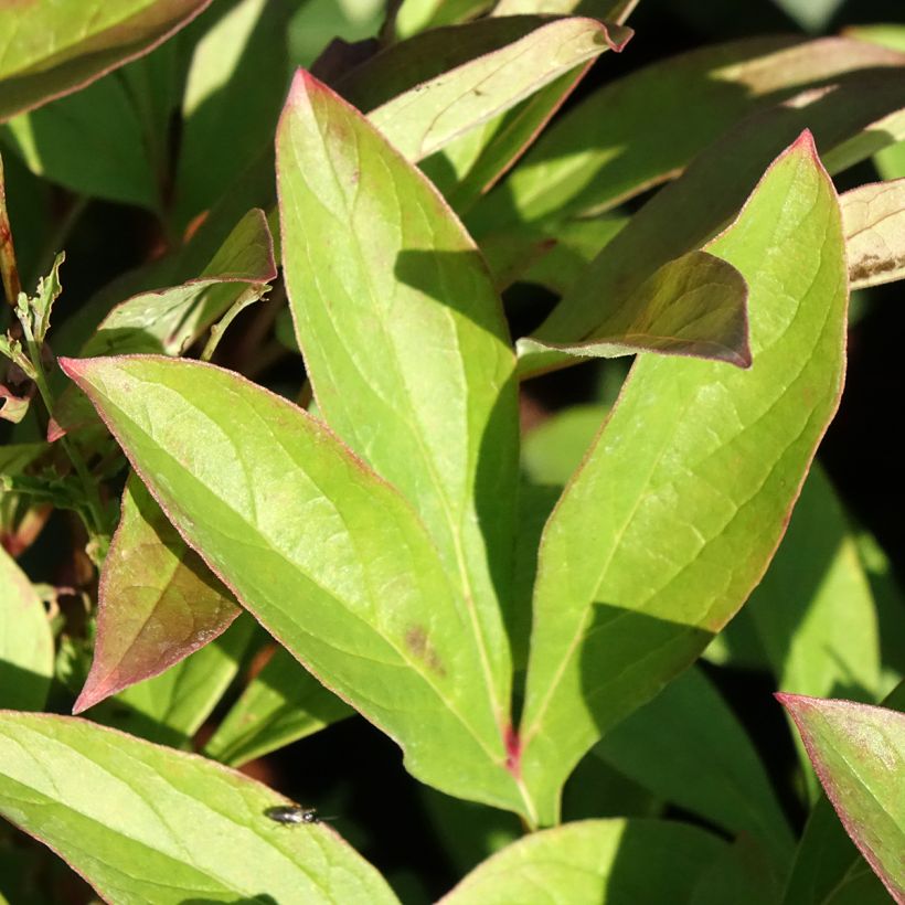 Paeonia lactiflora Amabilis - Edel-Pfingstrosen (Foliage)