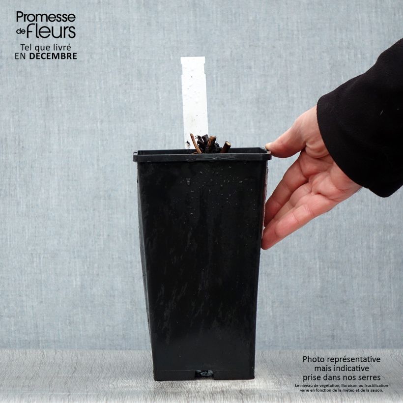 Exemplar von Paeonia lactiflora Amabilis - Edel-Pfingstrosen Topf mit 3L/4L wie im Winter geliefert