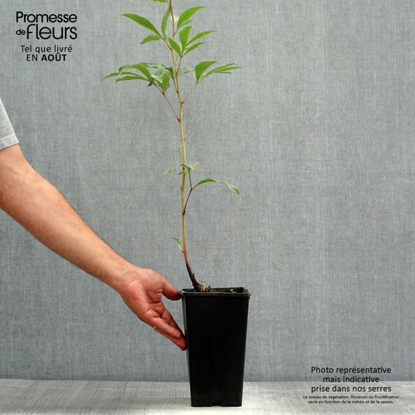 Example of Paeonia lactiflora Big Ben - Edel-Pfingstrosen Topf mit 3L/4L as you get in ete