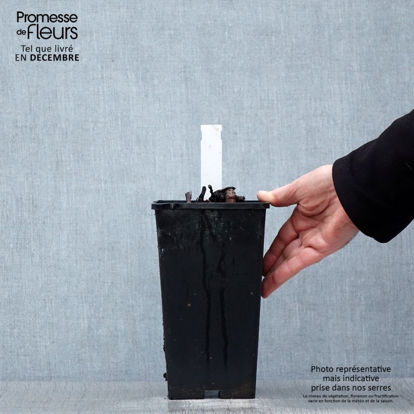 Exemplar von Paeonia lactiflora Big Ben - Edel-Pfingstrosen Topf mit 3L/4L wie im Winter geliefert