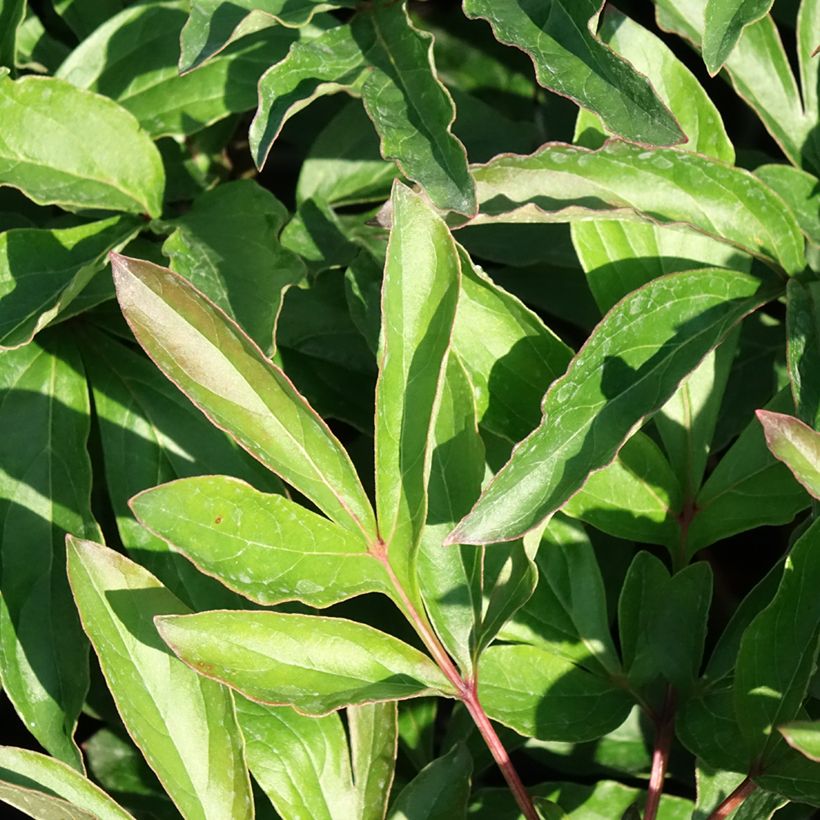 Paeonia lactiflora Boule de Neige - Edel-Pfingstrosen (Foliage)
