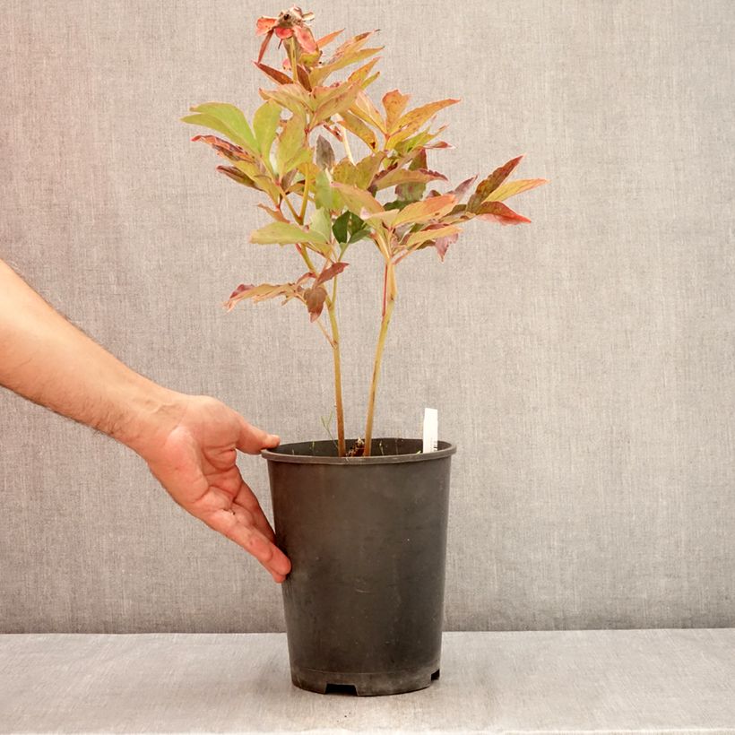 Example of Paeonia lactiflora Boule de Neige - Edel-Pfingstrosen Topf mit 3L/4L as you get in ete
