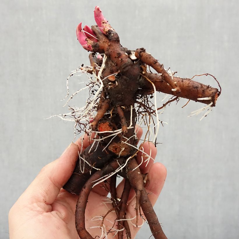 Example of Paeonia lactiflora Bouquet Perfect - Edel-Pfingstrosen Stamm 3/5 Augen as you get in hiver
