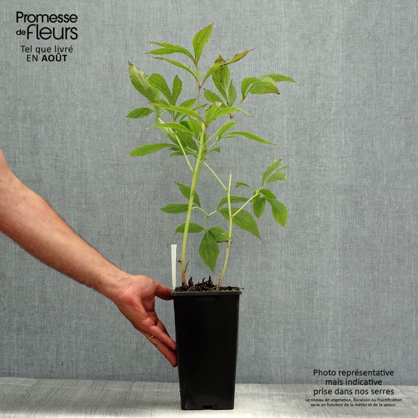Example of Paeonia lactiflora Bowl of Beauty - Edel-Pfingstrosen Topf mit 3L/4L as you get in ete