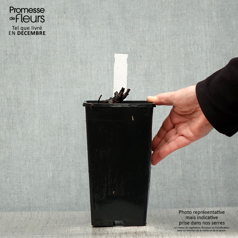 Exemplar von Paeonia lactiflora Bowl of Beauty - Edel-Pfingstrosen Topf mit 3L/4L wie im Winter geliefert