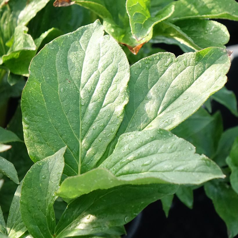 Paeonia lactiflora Buckeye Belle - Edel-Pfingstrosen (Foliage)