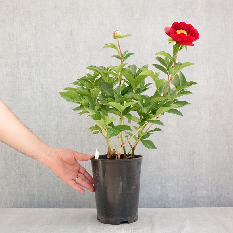 Example of Paeonia lactiflora Buckeye Belle - Edel-Pfingstrosen Topf mit 3L/4L as you get in ete