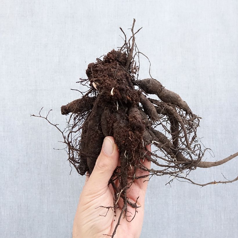 Exemplar von Paeonia lactiflora Buckeye Belle - Edel-Pfingstrosen Stamm 3/5 Augen wie im Winter geliefert