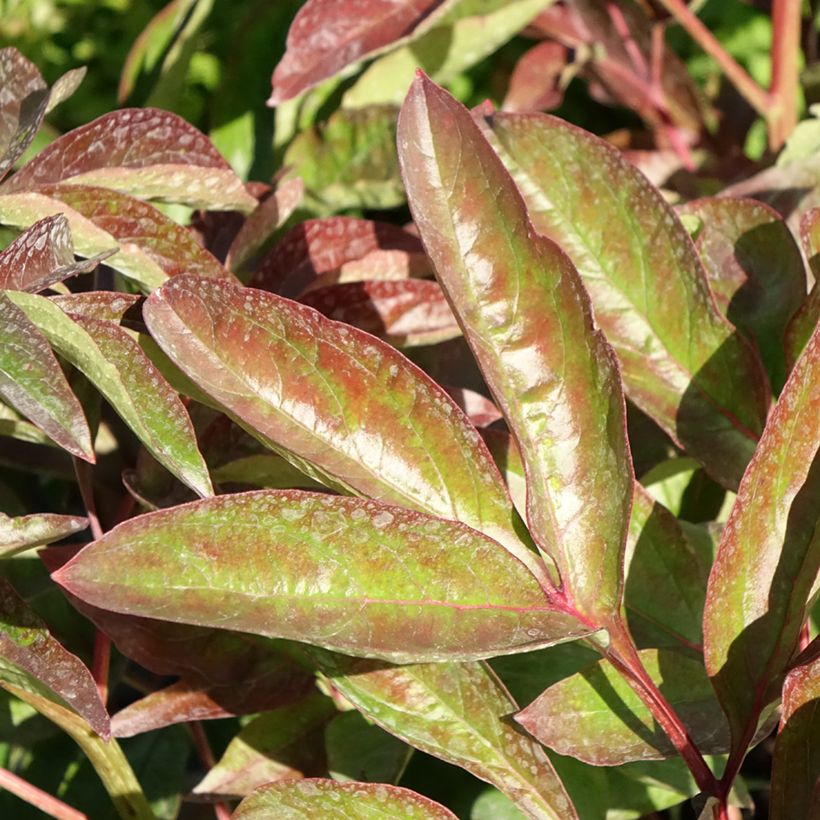 Paeonia x lactiflora Carl G. Klehm - Edel-Pfingstrosen (Foliage)