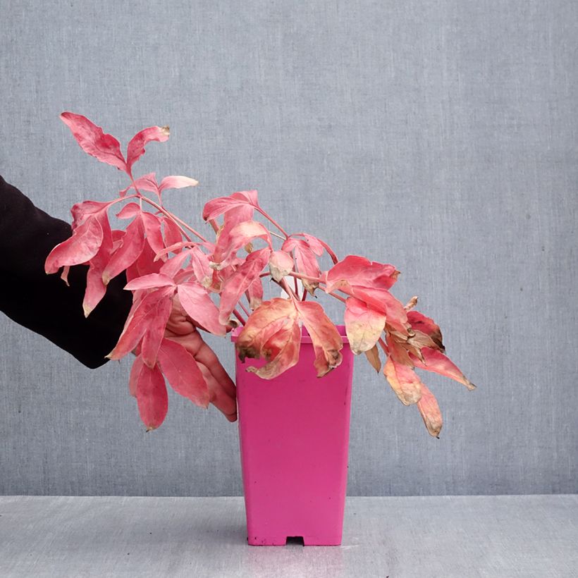 Exemplar von Paeonia x lactiflora Carl G. Klehm - Edel-Pfingstrosen Topf mit 4L/5L wie im Herbst geliefert