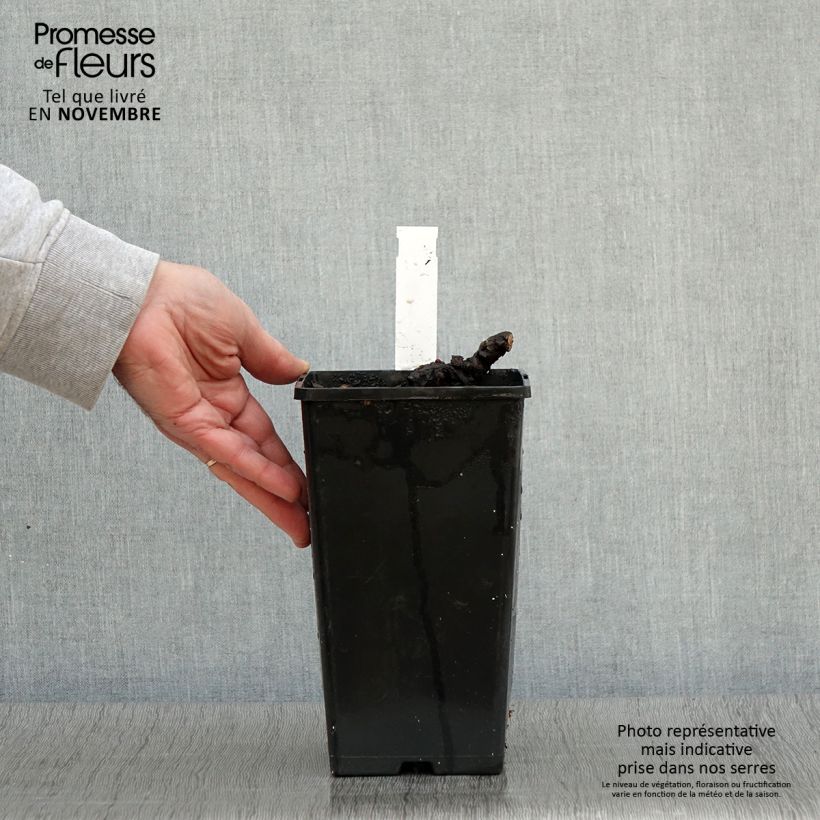 Example of Paeonia lactiflora Cheddar Cheese - Edel-Pfingstrosen Topf mit 3L/4L as you get in automne
