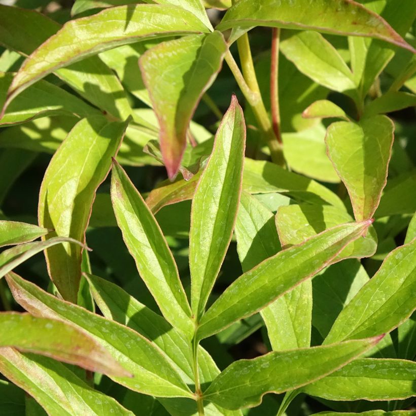 Paeonia lactiflora Chiffon Parfait - Edel-Pfingstrosen (Foliage)