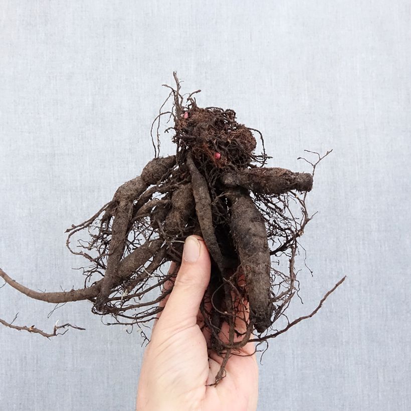 Exemplar von Paeonia lactiflora Command Performance - Edel-Pfingstrosen Stamm 3/5 Augen wie im Winter geliefert