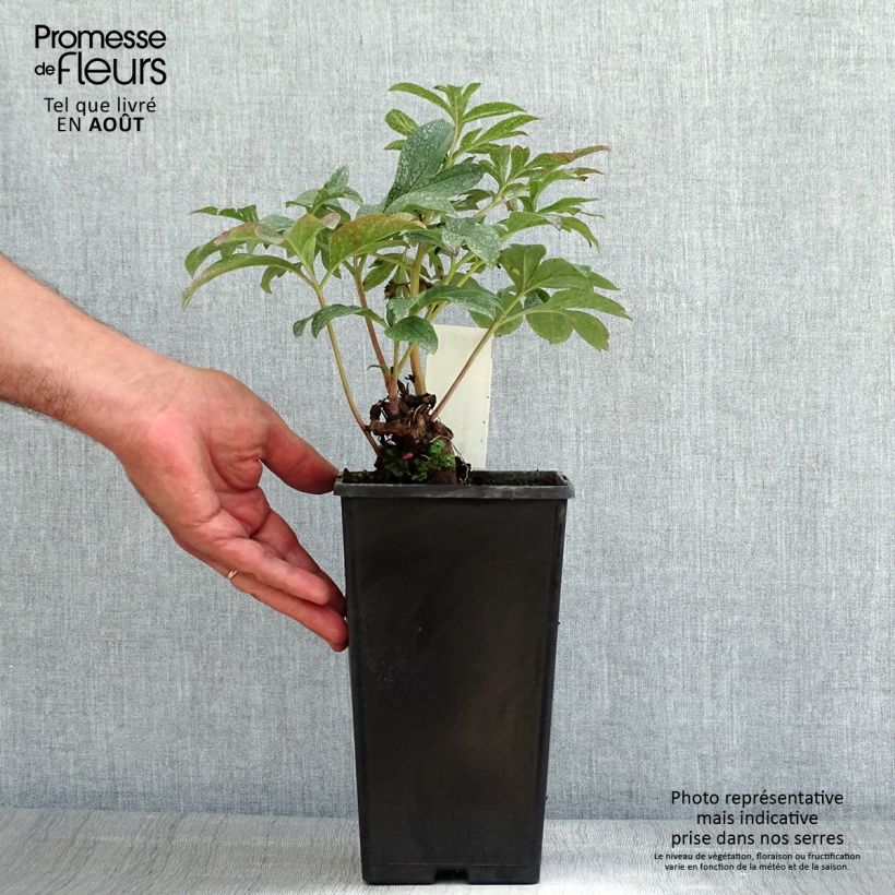 Example of Paeonia lactiflora Coral Charm - Edel-Pfingstrosen Topf mit 3L/4L as you get in ete