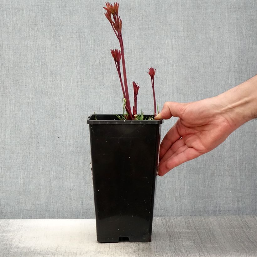 Exemplar von Paeonia lactiflora Coral Magic - Edel-Pfingstrosen Topf mit 3L/4L wie im Frühjahr geliefert