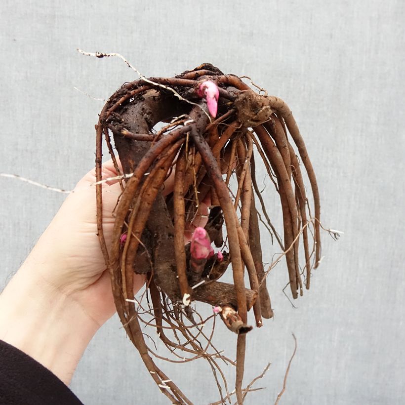 Example of Paeonia lactiflora Coral Magic - Edel-Pfingstrosen Stamm 3/5 Augen as you get in hiver
