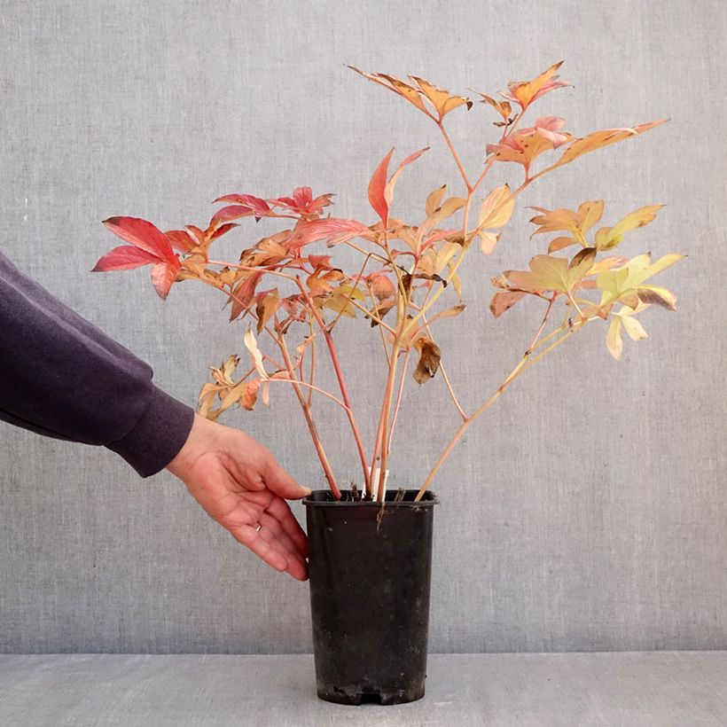 Exemplar von Paeonia x lactiflora Corinne Wersan - Edel-Pfingstrosen Topf mit 4L/5L wie im Herbst geliefert