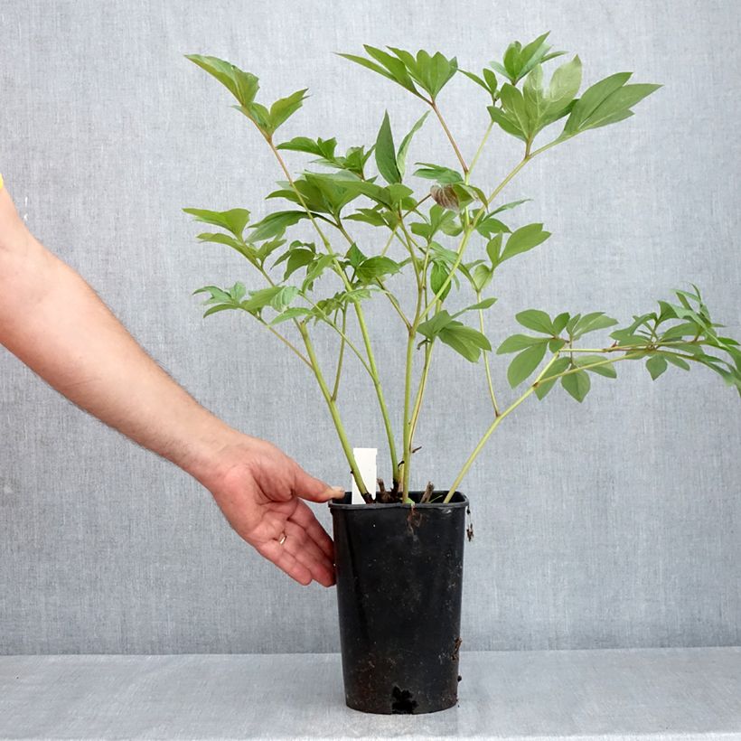 Exemplar von Paeonia x lactiflora Corinne Wersan - Edel-Pfingstrosen Topf mit 4L/5L wie im Frühjahr geliefert