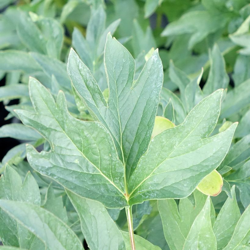 Paeonia lactiflora Cytherea - Edel-Pfingstrosen (Foliage)