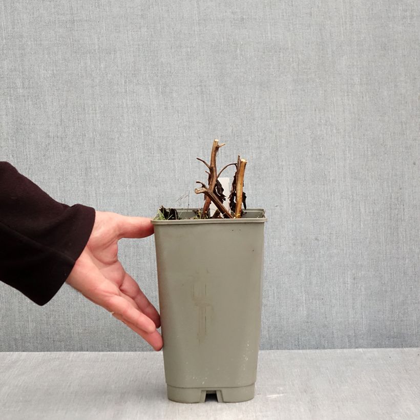 Exemplar von Paeonia lactiflora Cytherea - Edel-Pfingstrosen Topf mit 3L/4L wie im Herbst geliefert