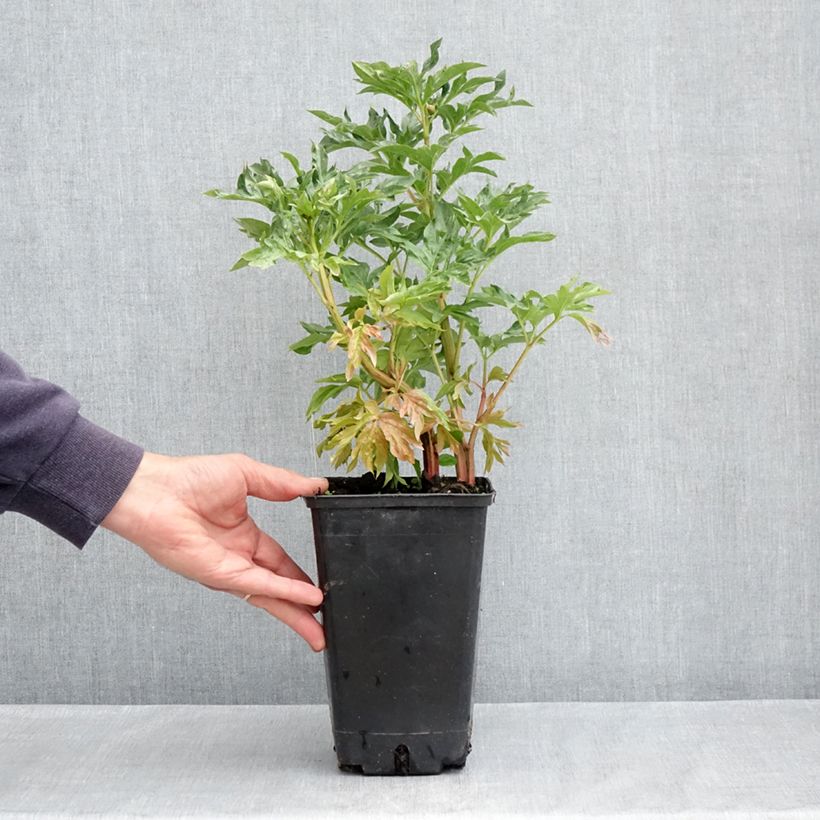 Example of Paeonia lactiflora Cytherea - Edel-Pfingstrosen Topf mit 3L/4L as you get in printemps