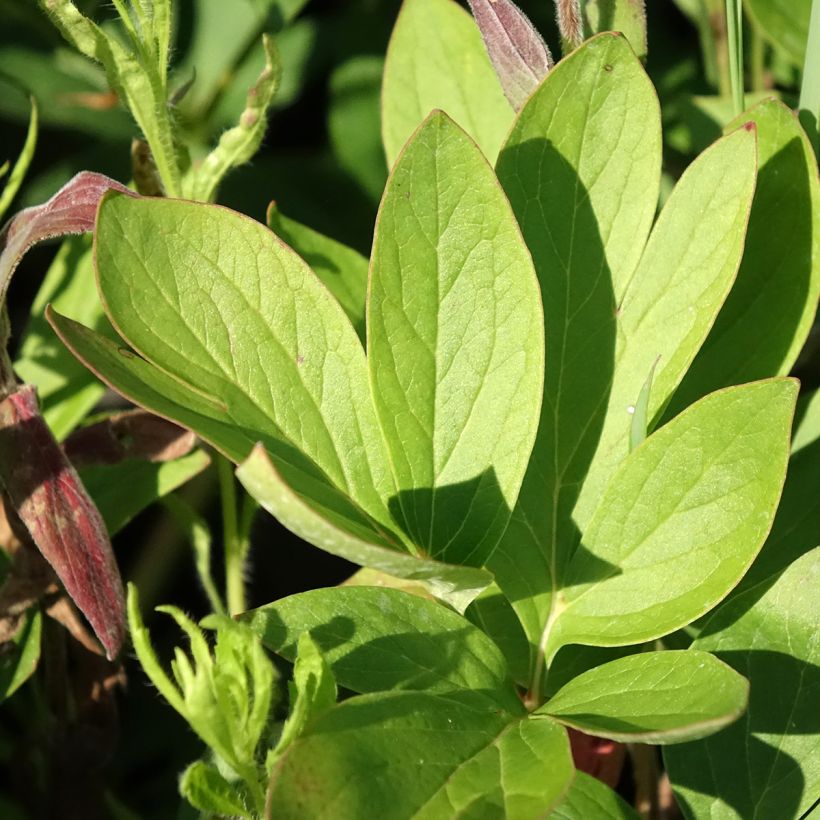 Paeonia lactiflora Diana Parks - Edel-Pfingstrosen (Foliage)