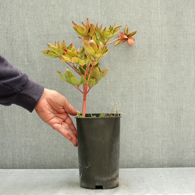 Exemplar von Pivoine lactiflora Diana Parks Pot de 3L/4L wie im Sommer geliefert