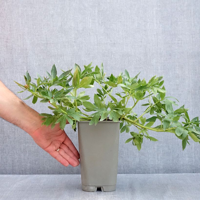 Example of Paeonia lactiflora Diana Parks - Edel-Pfingstrosen Topf mit 3L/4L as you get in printemps