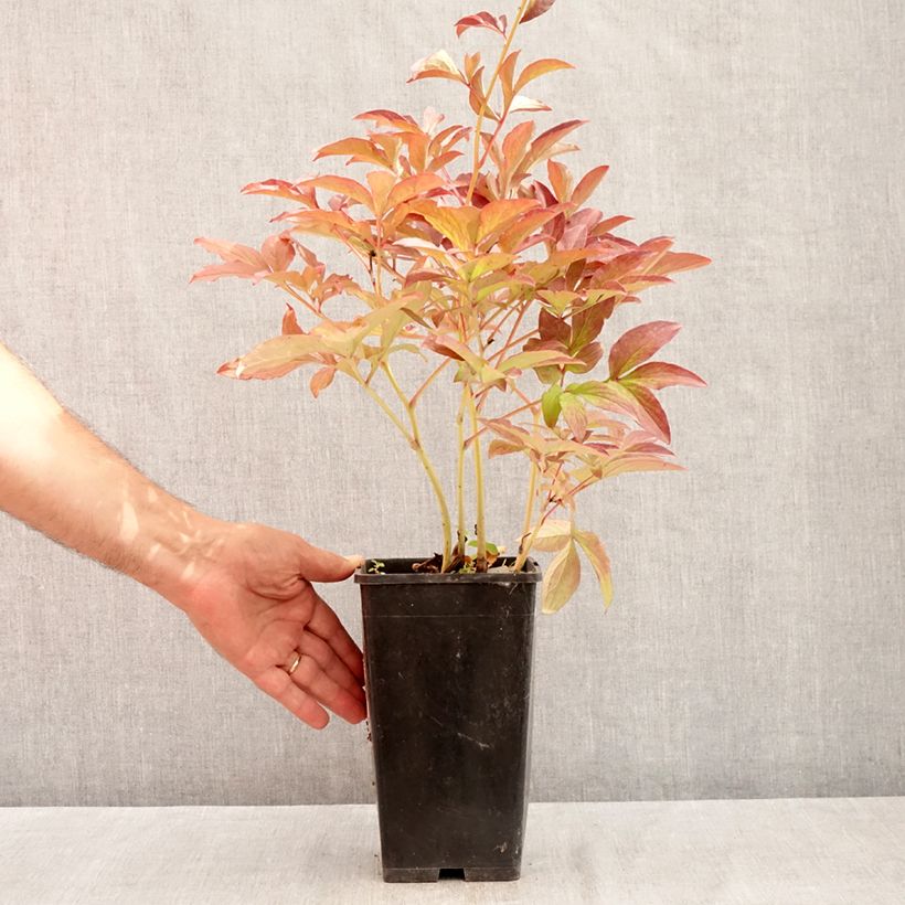 Example of Paeonia lactiflora Do Tell - Edel-Pfingstrosen Topf mit 3L/4L as you get in ete