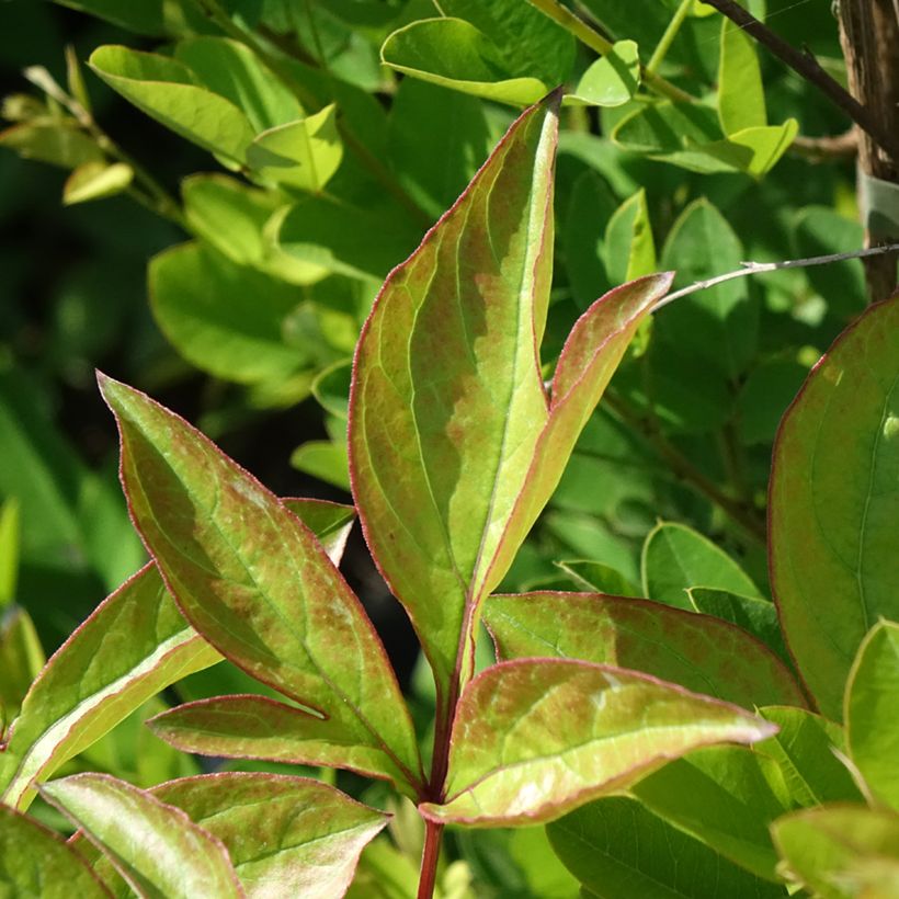 Paeonia lactiflora Doreen - Edel-Pfingstrosen (Foliage)