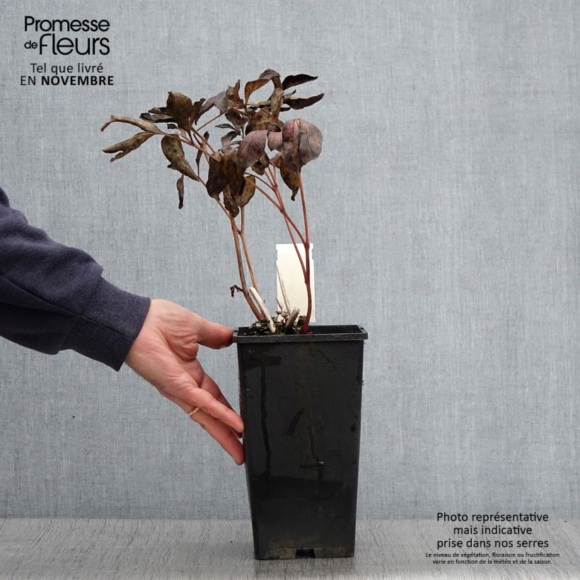 Example of Paeonia lactiflora Doreen - Edel-Pfingstrosen Topf mit 3L/4L as you get in automne