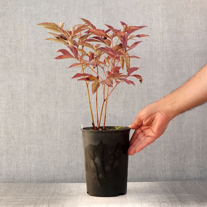 Exemplar von Paeonia lactiflora Dr Alexander Fleming - Edel-Pfingstrosen Topf mit 3L/4L wie im Sommer geliefert