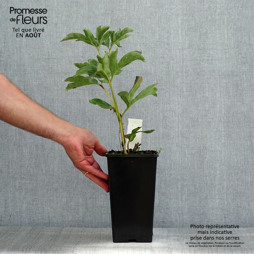 Example of Paeonia lactiflora Duchesse de Nemours - Edel-Pfingstrosen Topf mit 3L/4L as you get in ete