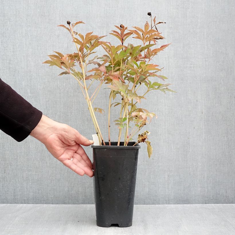 Exemplar von Paeonia lactiflora Duchesse de Nemours - Edel-Pfingstrosen Topf mit 3L/4L wie im Herbst geliefert