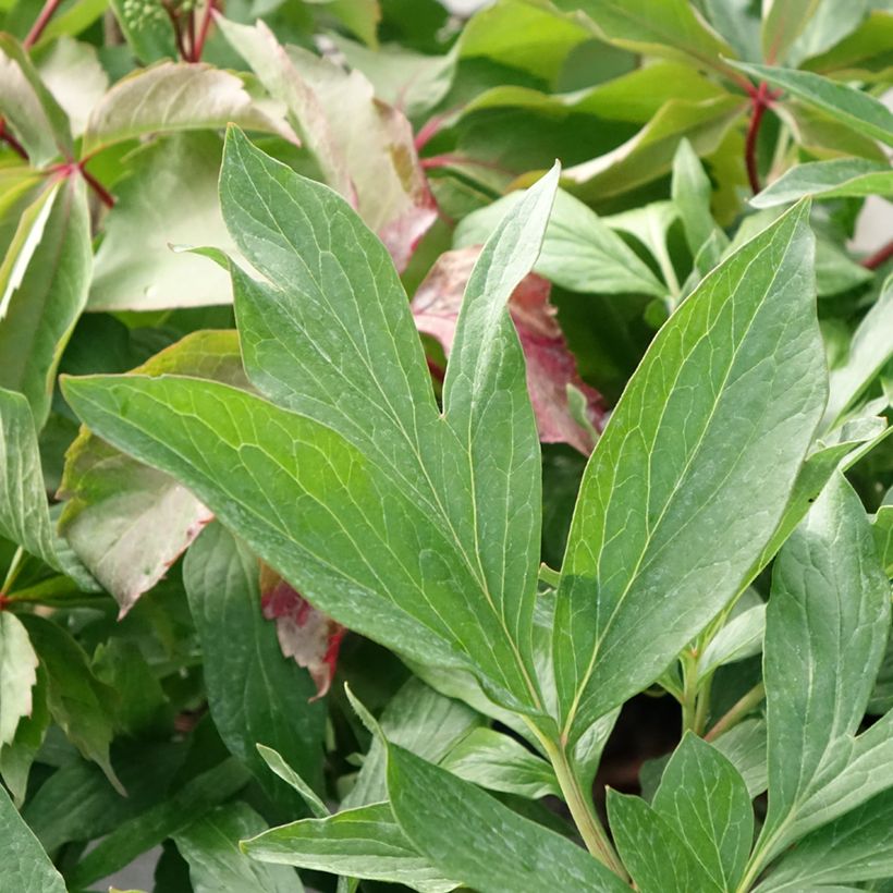 Paeonia x lactiflora Early Flamingo® - Edel-Pfingstrosen (Foliage)