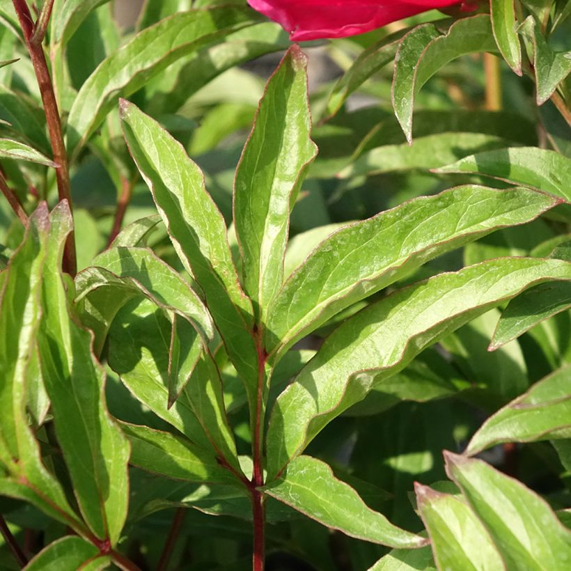 Paeonia lactiflora Fantastic - Edel-Pfingstrosen (Foliage)