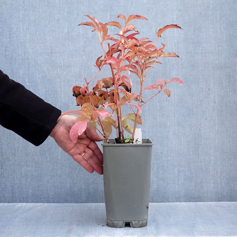 Exemplar von Paeonia lactiflora Fantastic - Edel-Pfingstrosen Topf mit 3L/4L wie im Herbst geliefert