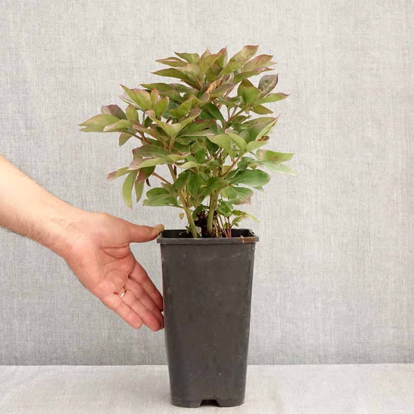 Example of Paeonia lactiflora Félix Crousse - Edel-Pfingstrosen Topf mit 3L/4L as you get in ete