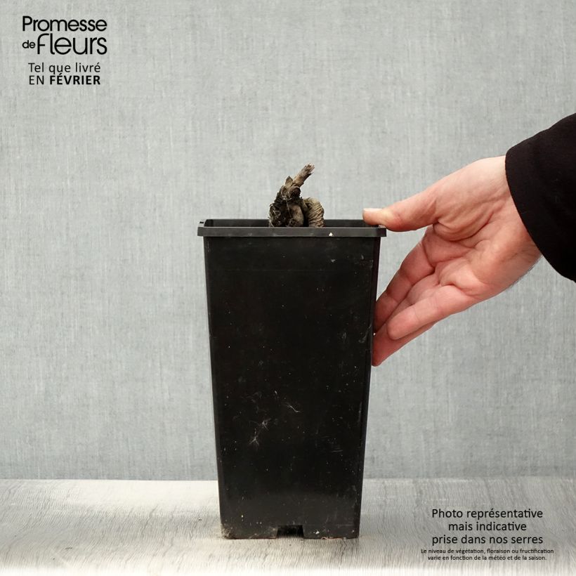 Exemplar von Paeonia lactiflora Festiva Maxima - Edel-Pfingstrosen Topf mit 3L/4L wie im Winter geliefert