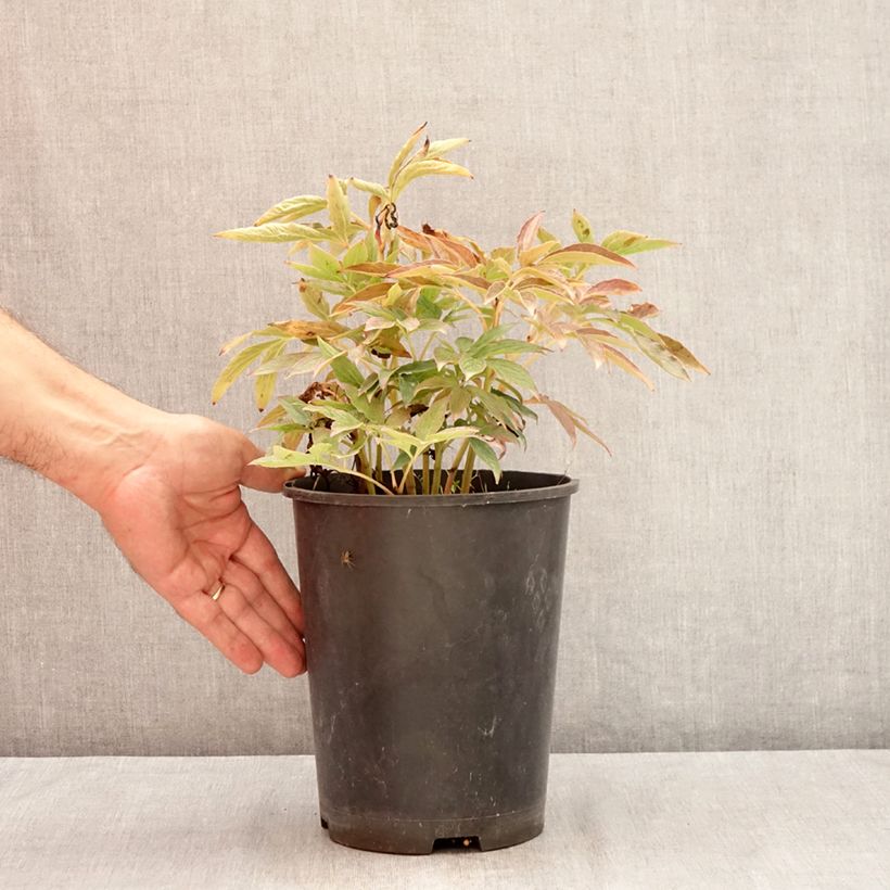 Example of Paeonia lactiflora Fleur de Pêcher - Edel-Pfingstrosen Topf mit 3L/4L as you get in ete