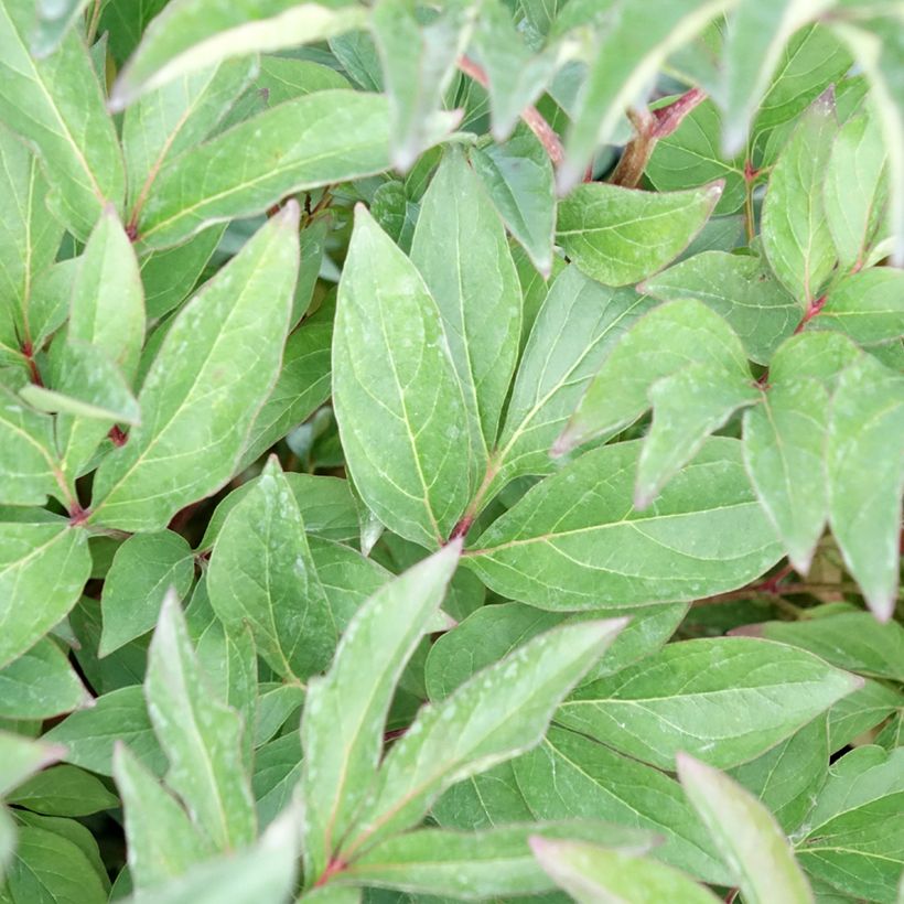 Paeonia lactiflora Françoise Ortegat - Edel-Pfingstrosen (Foliage)