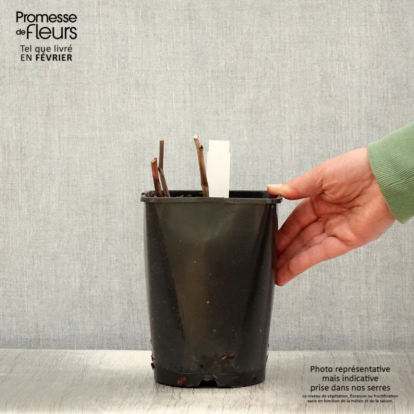 Exemplar von Paeonia lactiflora Françoise Ortegat - Edel-Pfingstrosen Topf mit 3L/4L wie im Winter geliefert