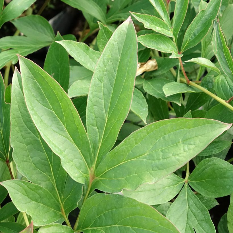 Paeonia x lactiflora Fringed Ivory - Edel-Pfingstrosen (Foliage)
