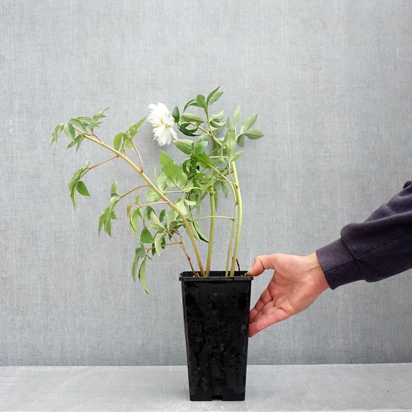 Example of Paeonia x lactiflora Fringed Ivory - Edel-Pfingstrosen Topf mit 4L/5L as you get in printemps