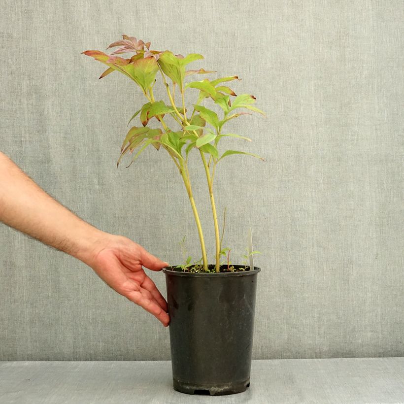 Exemplar von Paeonia lactiflora Gay Paree - Edel-Pfingstrosen Topf mit 3L/4L wie im Sommer geliefert