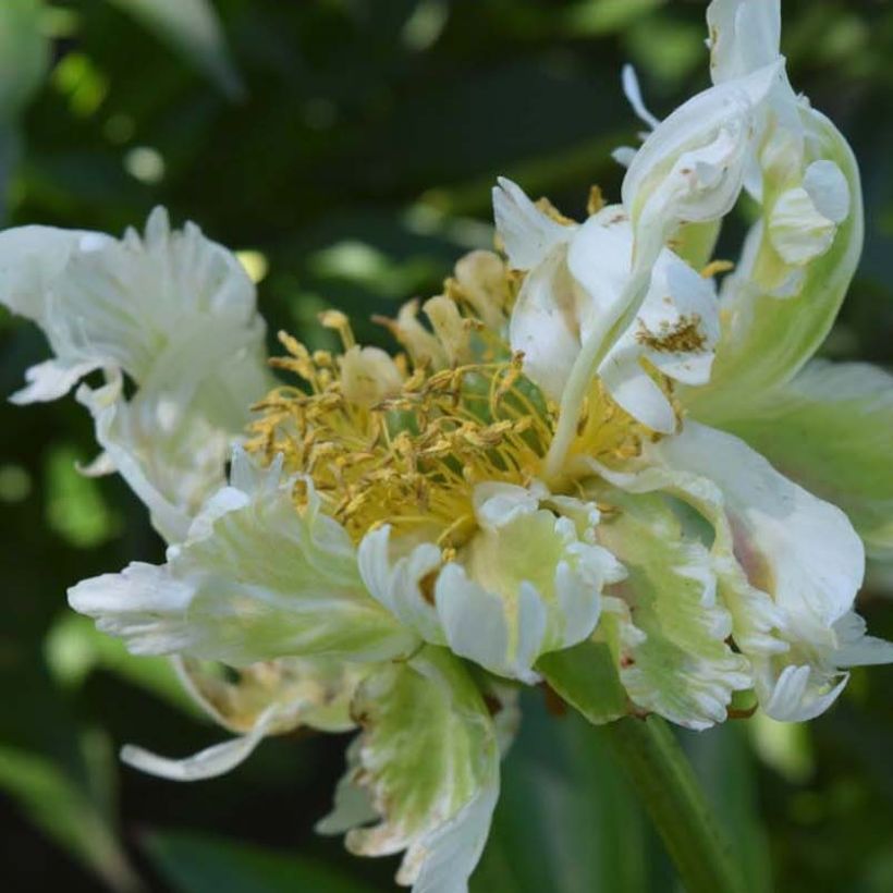 Paeonia lactiflora Green Halo - Edel-Pfingstrosen (Flowering)