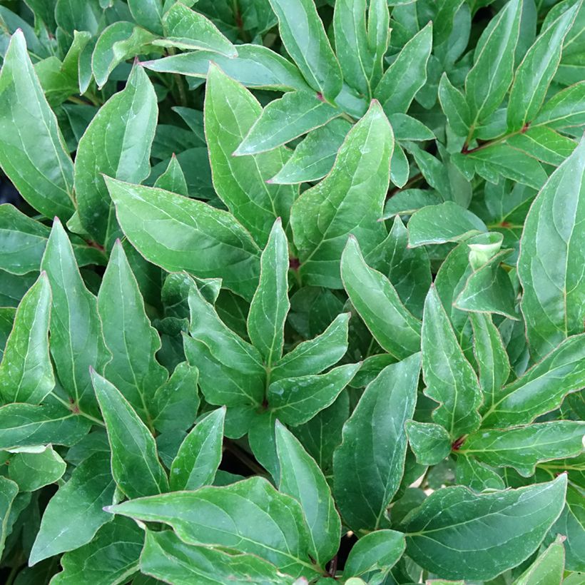 Paeonia lactiflora Green Halo - Edel-Pfingstrosen (Foliage)