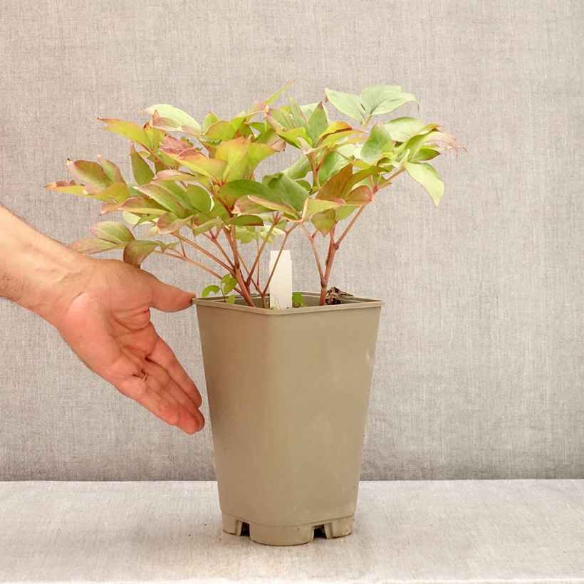 Example of Paeonia lactiflora Green Halo - Edel-Pfingstrosen Topf mit 3L/4L as you get in ete
