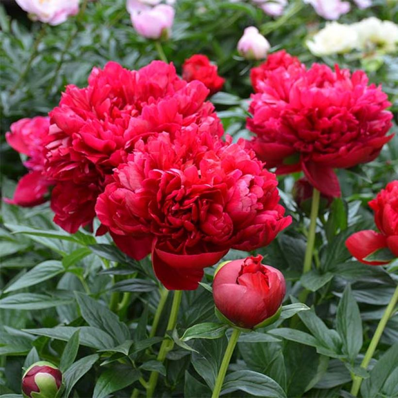 Paeonia lactiflora Bockstoce - Edel-Pfingstrosen (Flowering)