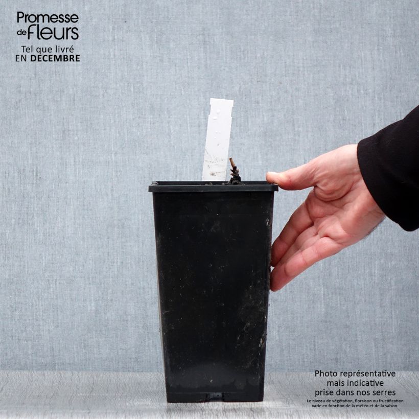 Exemplar von Paeonia lactiflora Immaculée - Edel-Pfingstrosen Topf mit 3L/4L wie im Winter geliefert